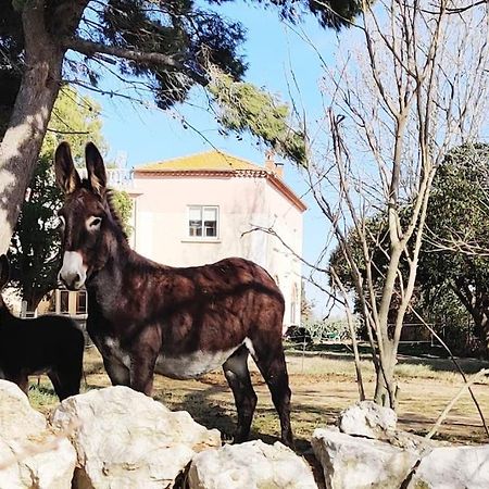 Au Coeur De La Nature Coursan Bagian luar foto