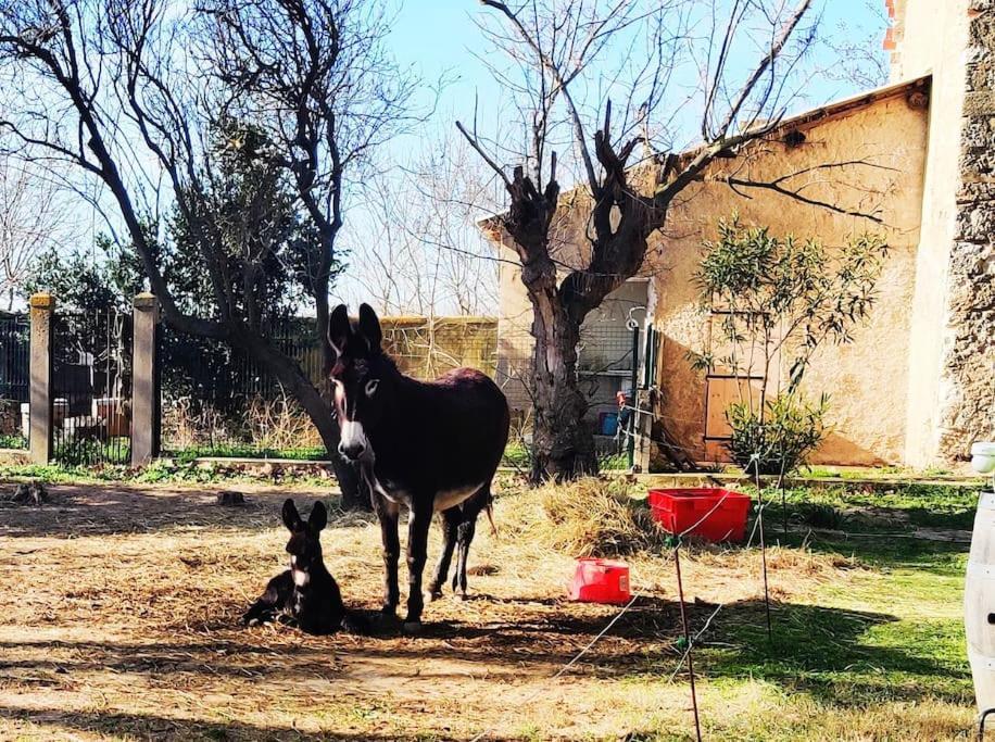 Au Coeur De La Nature Coursan Bagian luar foto